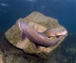 Dancing trout,Capernwray. by Derek Haslam 